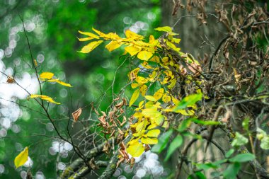 Sonbaharın başlarında ilk sonbahar yaprakları.