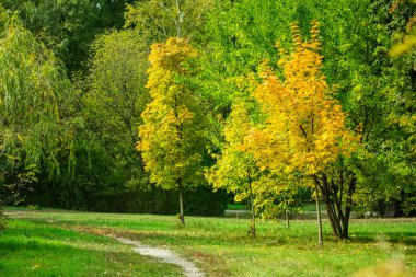 Şehir parkında sonbaharın başlangıcı.