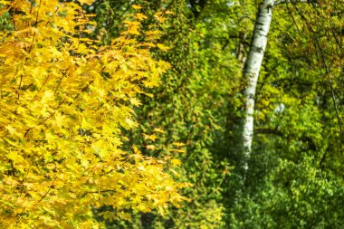 Şehir parkında sonbaharın başlangıcı.