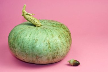 Valencia 'daki meyve bahçesinden yeşil balkabağı. Mevsimlik meyve ve sebzeler..