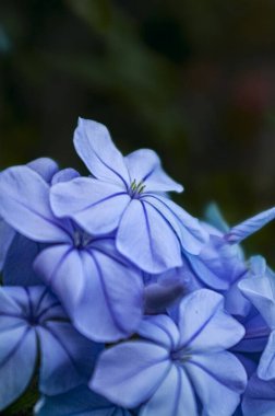  Plumbago auriculata çiçeğinin makro fotoğrafı. Mavi yasemin.