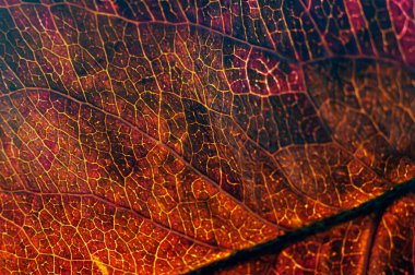 Kuru bir sonbahar ağacı yaprağı..