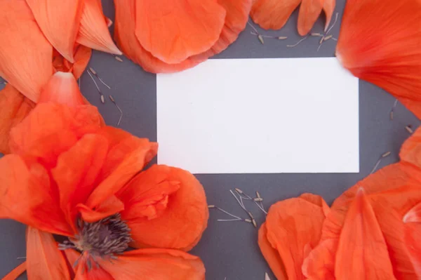 红色罂粟 空白白卡模板 顶部视图 — 图库照片