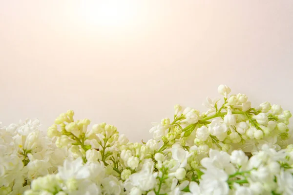 White Paper Background Closeup White Lilac Flowers Card Wedding Invitation — Stock Photo, Image
