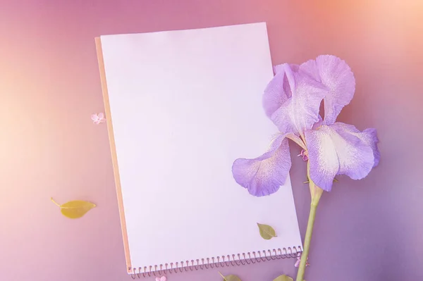 Empty Space White List Gentle Iris Flower Floral Mockup — Foto de Stock