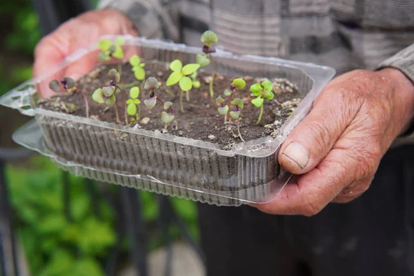 Old Gardener Hands Sprouts Box Outdoor — Photo
