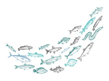 Shoaling fish graphic sketch, vector illustration of schooling fish swirl clipart