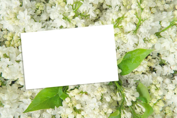 Closeup Lilás Branco Fundo Suave Com Cartão Papel Comercial Vazio — Fotografia de Stock
