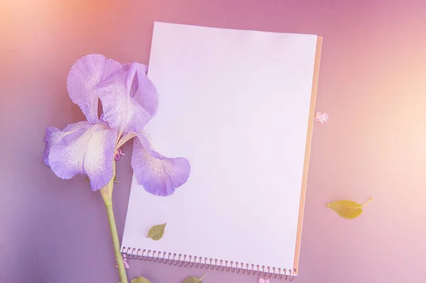 Espacio Vacío Lista Blanca Con Suave Flor Iris Maqueta Floral — Foto de Stock
