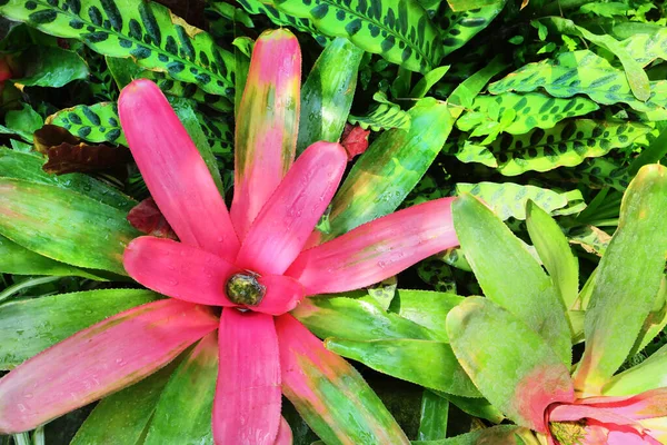 Gros Plan Vert Feuille Tropicale Texture Fleurs Beau Fond Feuille — Photo