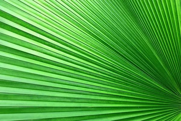 Gros Plan Texture Feuille Palmier Vert Beau Fond Abstrait Feuille — Photo