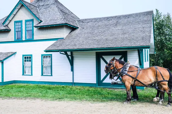 カナダ アルバータ 2023 アルバータのウクライナ文化遺産村 ワゴン付きの古いスタイルの建物や馬 — ストック写真