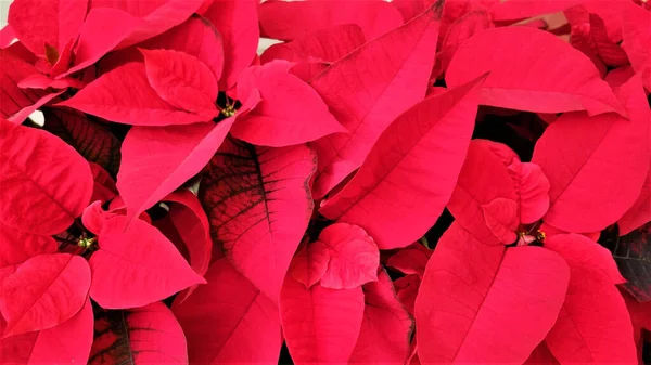Primer Plano Flor Color Rojo Brillante Poinsettia También Llamada Estrella — Foto de Stock