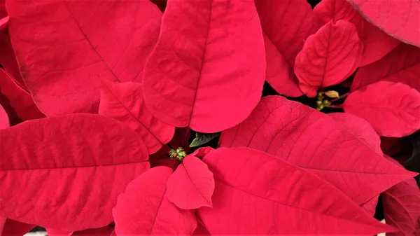 ポインセチアの鮮やかな赤い花の近くに そうでなければクリスマスの星と呼ばれる クリスマスの背景 — ストック写真