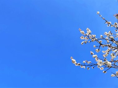 Mavi gökyüzü arka planında çiçek açan bahar çiçekleri. Boşluğu kopyala