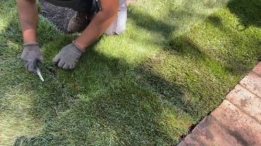 Laying rolled turf with grass on ground. Spring sunny day. New grass turf being installed in a garden.
