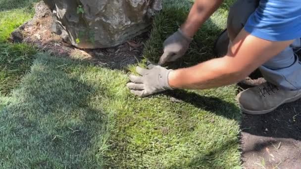 Laying Rolled Turf Grass Ground Spring Sunny Day New Grass — Stockvideo