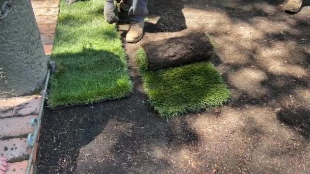 Laying Rolled Turf Grass Ground Spring Sunny Day New Grass — Stockvideo