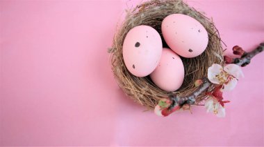 Paskalya kompozisyonu, pembe pastel arka planda yumurtalar. Bir dal çiçek açan sakura.