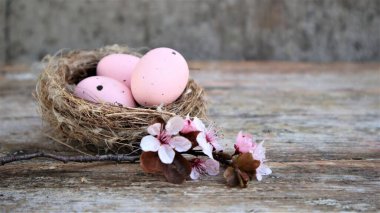 Yuvadaki Paskalya yumurtaları ve kırsal arka plandaki pembe çiçekli sakura dalları..