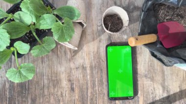 Teras / balkonda nasıl yiyecek yetiştirilir? Tohumlar ve bahçe işleri için aletler. Boş yeşil ekranlı akıllı telefon, boşluğu kopyala