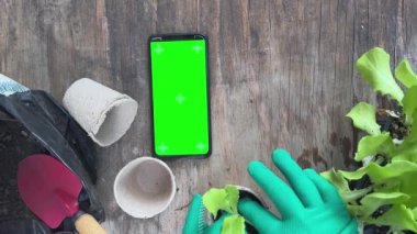 Teras / balkonda nasıl yiyecek yetiştirilir? Tohumlar ve bahçe işleri için aletler. Boş yeşil ekranlı akıllı telefon, boşluğu kopyala