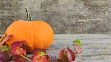 Ahşap arka planda doğal sonbahar sonbahar manzaralı balkabağı. Mevsimlerin değişmesi, olgun organik gıda konsepti. Cadılar Bayramı partisi. Şükran Günü