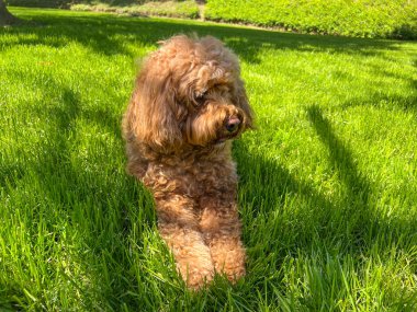 Parktaki Çimenlikteki Şirin Yumuşak Mağara Köpeği