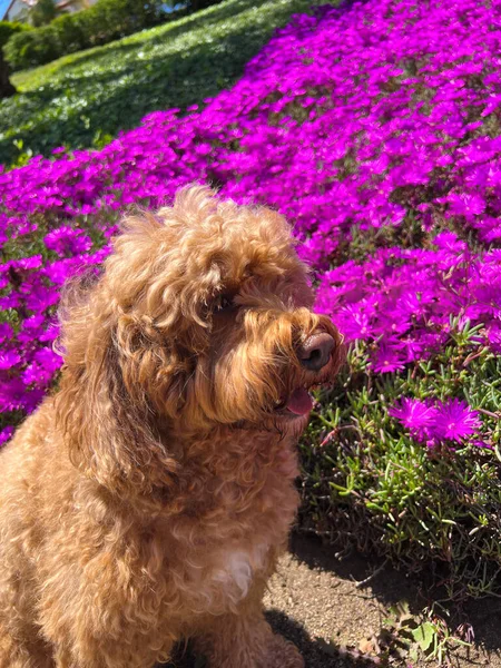 在紫色花朵的背景下 公园的草地上 一只可爱的毛绒绒卡波波犬 — 图库照片