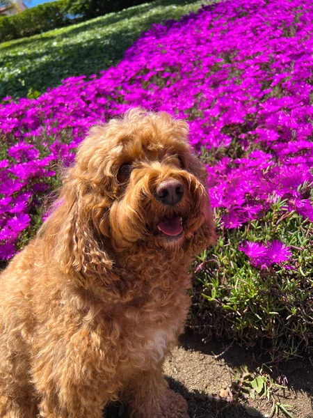 Cute Fluffy Cavapoo Dog Grass Park Nxt Background Purple Flower — Stock Photo, Image