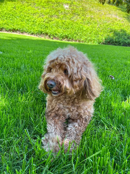 Niedlichen Flauschigen Cavapoo Hund Auf Dem Gras Einem Park — Stockfoto