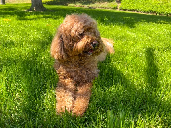 stock image Cute Fluffy Cavapoo Dog on the Grass in a Park