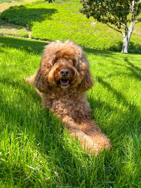 公园草地上可爱的毛绒绒卡瓦波犬 — 图库照片