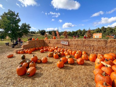 Sonbaharda hasat zamanı tarlada kabak tarlası. Cadılar Bayramı hazırlığı, American Farm, San Diego, California, ABD. 5 Ekim 2023