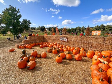 Sonbaharda hasat zamanı tarlada kabak tarlası. Cadılar Bayramı hazırlığı, American Farm, San Diego, California, ABD. 5 Ekim 2023