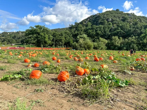 Autumn harvest of orange pumkins at hill side farmers field. High quality photo