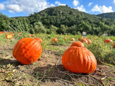 Balkabağı tarlası, tarlada yetişen taze turuncu balkabakları, tarlada büyüyen balkabakları.