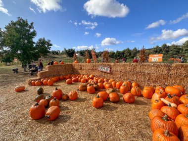 Sonbaharda hasat zamanı tarlada kabak tarlası. Cadılar Bayramı hazırlığı, American Farm, San Diego, California, ABD. 5 Ekim 2023