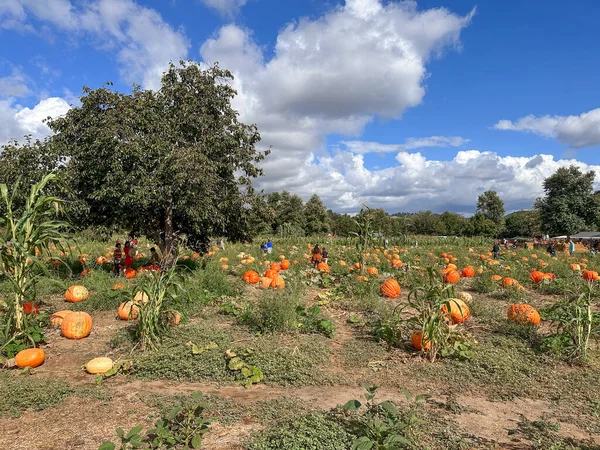 Autumn harvest of orange pumkins at hill side farmers field. High quality photo