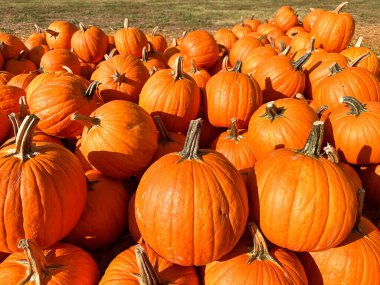 Sonbaharda hasat zamanı bal kabakları tarlada sinsice dolaşır. Cadılar Bayramı hazırlığı, Amerikan Çiftliği
