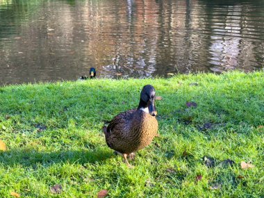 Europen ördeği çimlerin üzerinde, gölün yanında duruyor.
