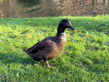 Europen ördeği çimlerin üzerinde, gölün yanında duruyor.