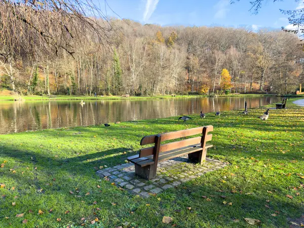 比利时秋末风景公园的一个湖边 一只空的木制长椅 图库照片