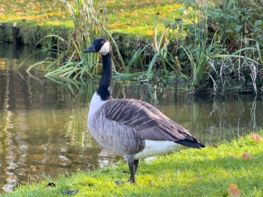 Bar Headed Goose on the grass in a park next to the lake clipart