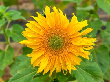 Çiçek açan ayçiçeği tarlası, büyük parlak sarı ayçiçeği, tarım konsepti hasadı. Petrol için tohum yetiştirmek