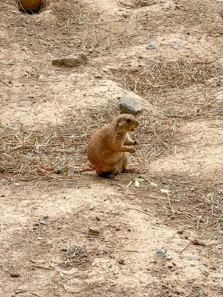 stock image Prairie dogs out of their holes watching for food. Rodent of the family Sciuridae