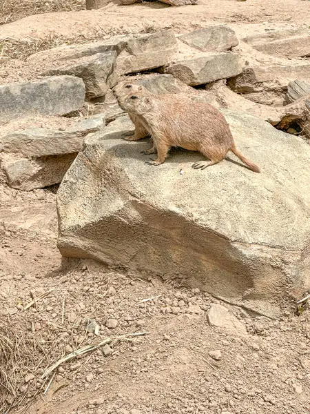 stock image Prairie dogs out of their holes watching for food. Rodent of the family Sciuridae