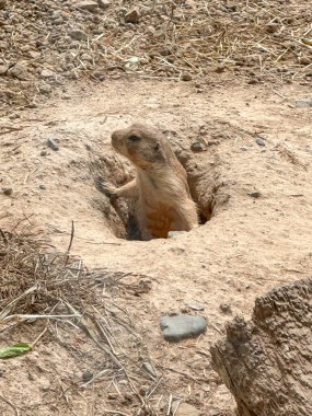 Çayır köpekleri deliklerinden çıkıp yiyecek arıyorlar. Sciuridae familyasından kemirgen.