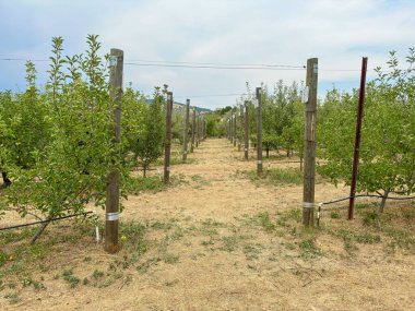 Elma bahçesi, meyve dolu sıra sıra elma ağaçları Güney Kaliforniya Julian 'da toplanmaya hazır. ABD