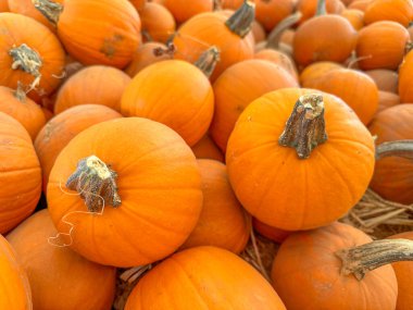 Ekim 'de bir sonbahar festivali için balkabağı tarlasında küçük kabak ve kabak yığınları saçılıyor.